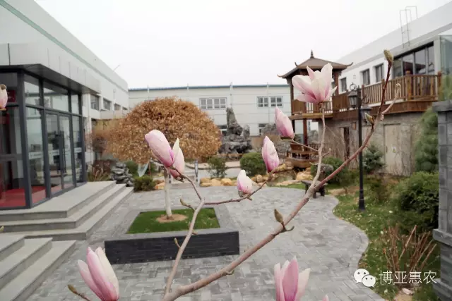 名貴庭院觀賞樹(shù)白玉蘭在盤錦華麗綻放