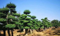 速看！2021年農業(yè)農村重點工作來了